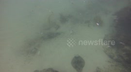 Close up with an Eastern Fiddler Ray