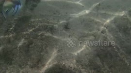 Tough guy trigger fish defends its turf