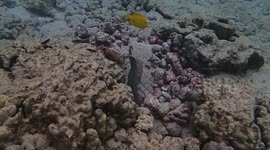 Reef fish digging a hole