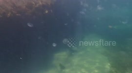 Jellyfish swarms at popular NSW beach