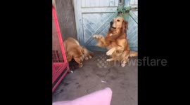 Dog grasses on its friend when asked who destroyed owner's clothes