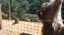 Monkey stuffs face with peanuts