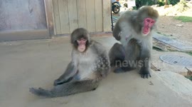 Mother monkey grooming baby