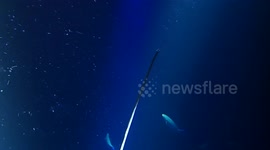 Manta ray somersaulting at night