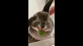 Baby Bunny Eating Spinach