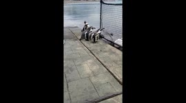 Penguins in Nagasaki #1
