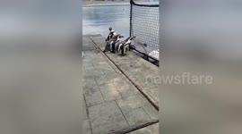 Newsflare Edit - Penguins in Nagasaki #1