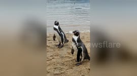 Newsflare Edit - Penguins in Nagasaki Penguin Aquerium