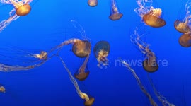 Jellies