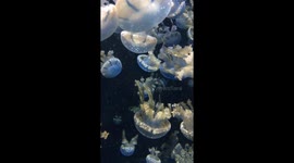 Relaxing jellyfish
