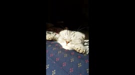 Cat lazes in the winter sun