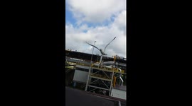 Aggressive seagull dive attacks people in Holland