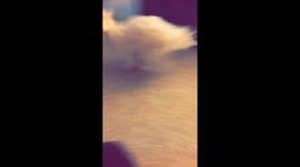 Maltese spazzing out