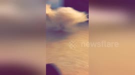 Newsflare Edit - Maltese spazzing out