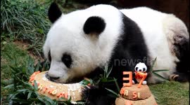 The longest life-expectancy panda celebrates her 37-year-old birthday