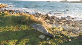 Young seal warm up in grass in Brittany