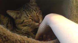 Rescue kitty licking hand