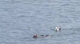 Otter video