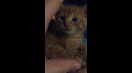Playing with tiny ginger kitten