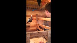 Talking to the Turkey