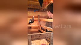 Newsflare Edit - Talking to the Turkey
