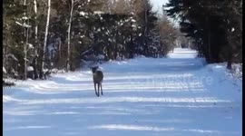 Curious deer approaches human observer