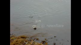 Seal pup swimming