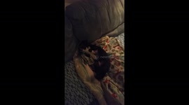 Speedy the chihuahua