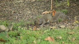 Early morning squirrels
