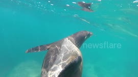 Two sea lions play together underwater
