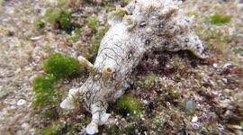 Sea Hare, Aplysiomorpha