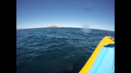 Megapod of dolphins