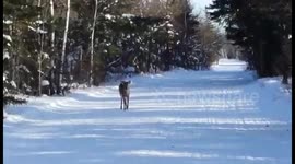 Newsflare Edit - Curious deer approaches human observer