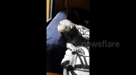 Newsflare Edit - Cat lazes in the winter sun