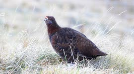 Wildlife thriving in Cairngorms as snow melted away