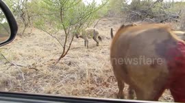4 Hyenas Kill Buffalo next to House ! Kruger National Park