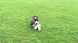 Shih tzu plays and rugby tackles Staffordshire Bull Terrrier
