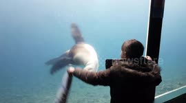 Seal bonds with girl at British aquarium