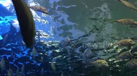 Fish swimming in the Toronto aquarium