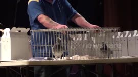 Pigeon Auction