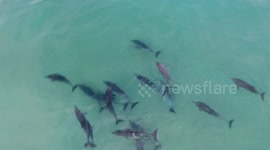Drone captures pod of dolphins