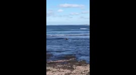 Koala in Ocean