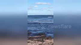 Newsflare Edit - Koala in Ocean