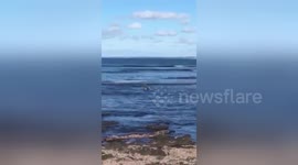 Rare video of koala in ocean