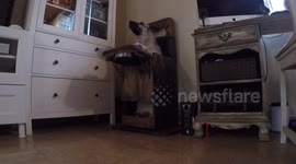 Dog suffering from megaesophagus eats breakfast in home-made chair