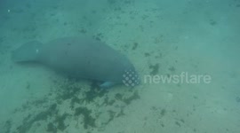 Swimming with Manatees