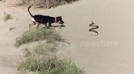 Puppy has close call with large snake