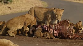 Cheeky Lion Cub Stands His Ground Against Older Siblings !