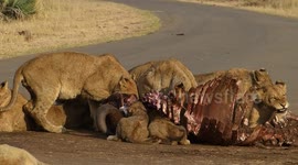 Buffalo feast sparks up fights within lion mega pride