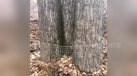 Newsflare Edit - Trees in the valley